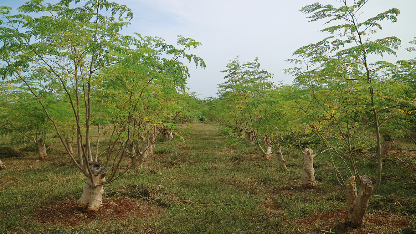 果用辣木栽培模式