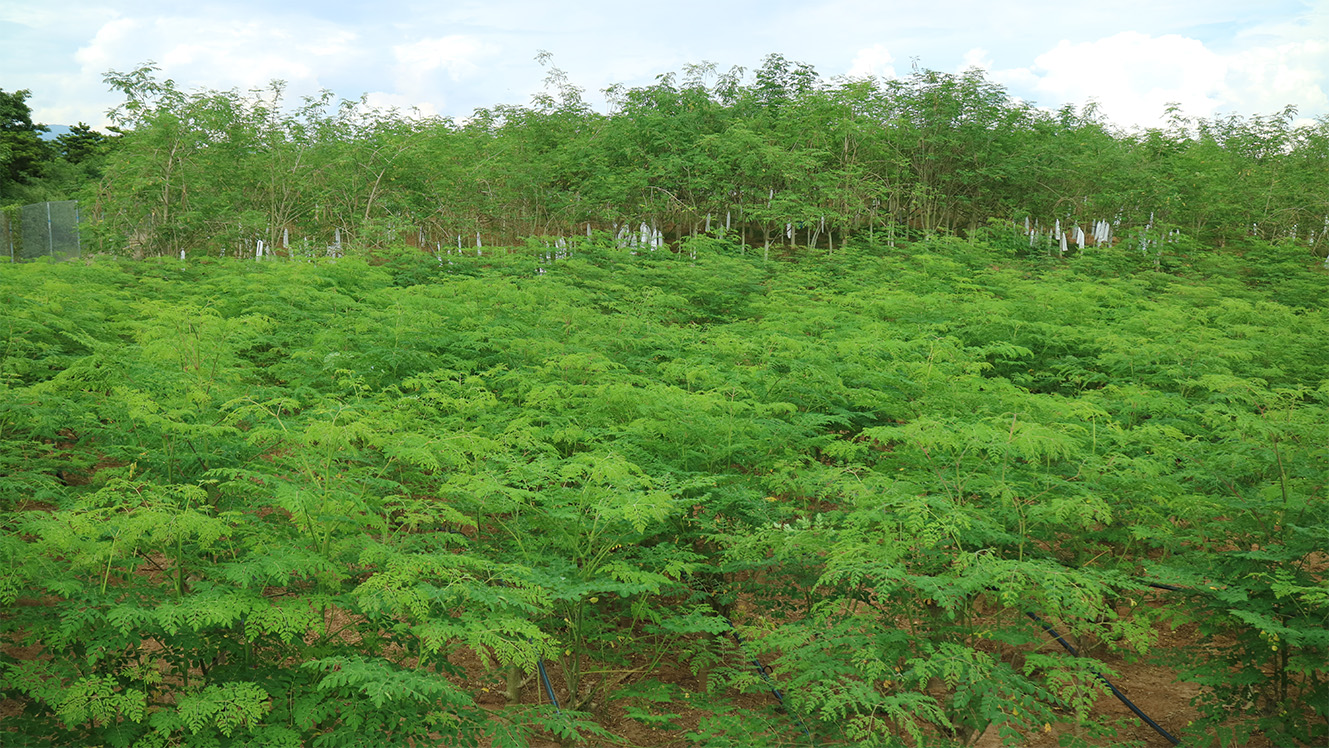 叶用辣木栽培模式1