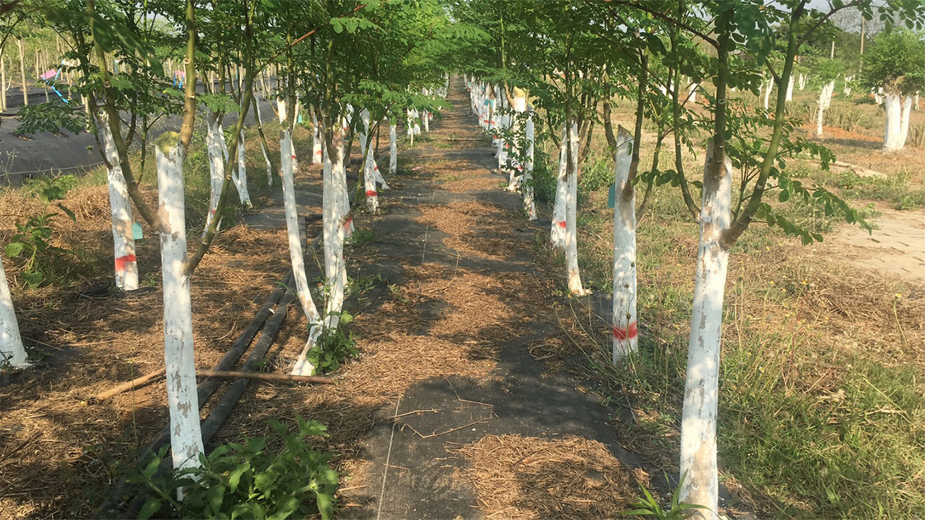 叶用辣木栽培模式2