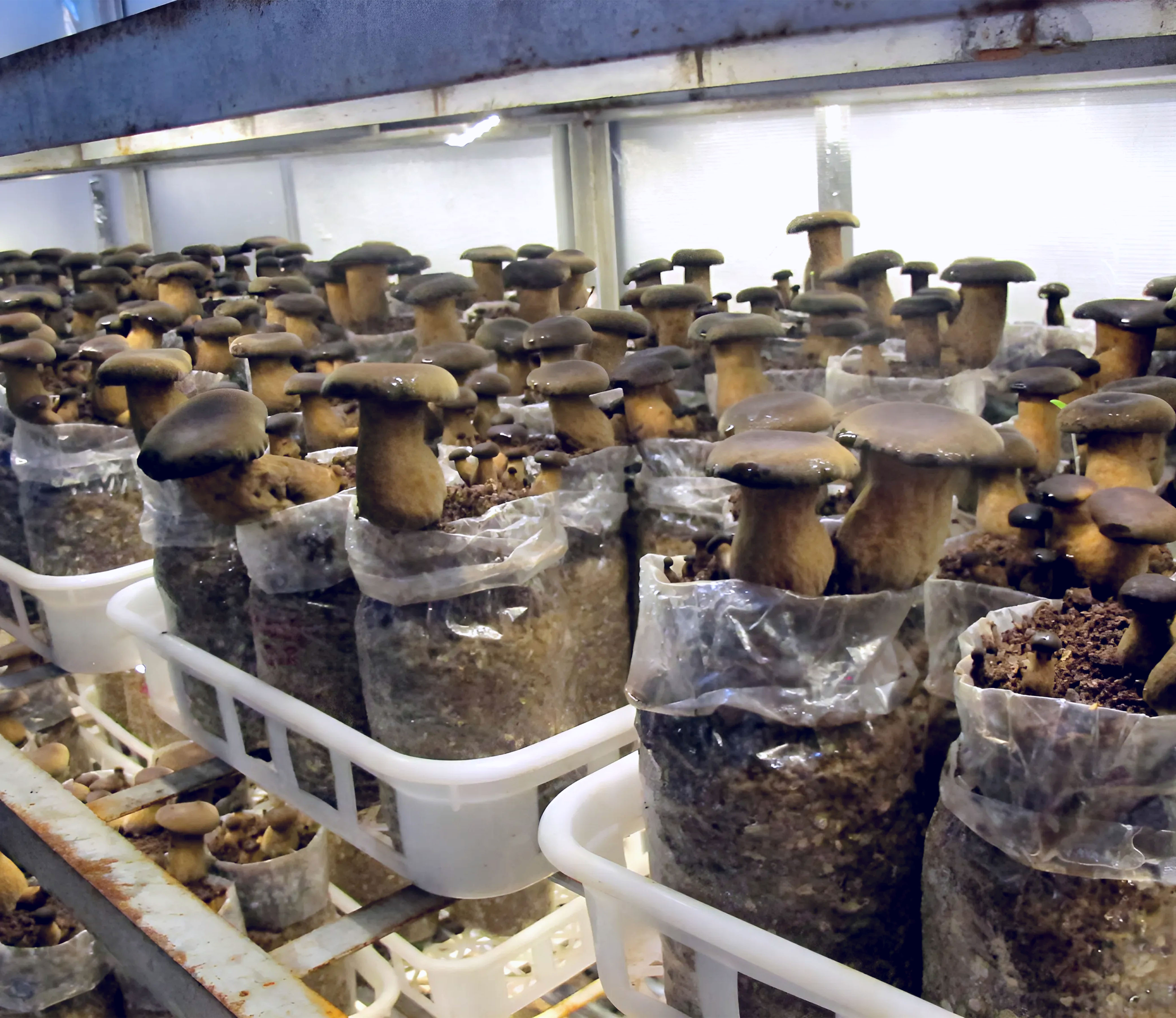 暗褐脉柄牛肝菌