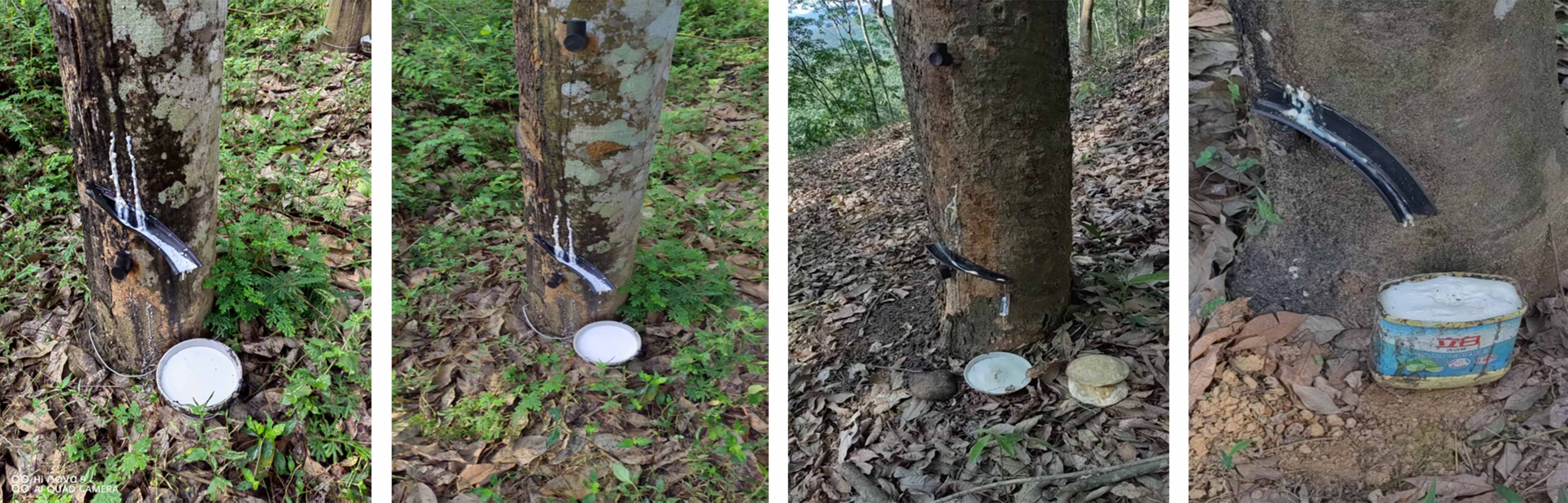 橡胶树微创采胶产量