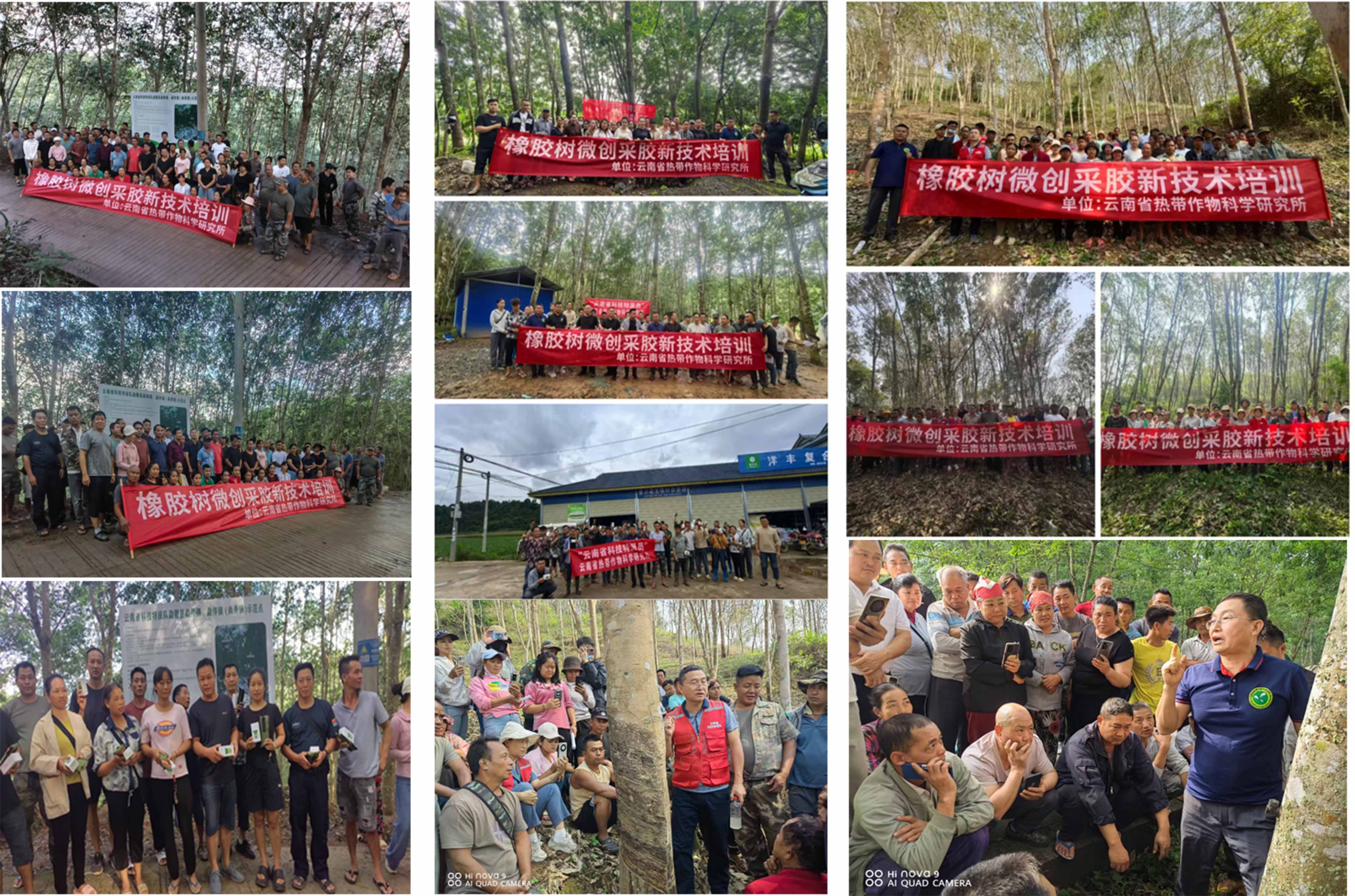 橡胶树微创采胶新技术培训
