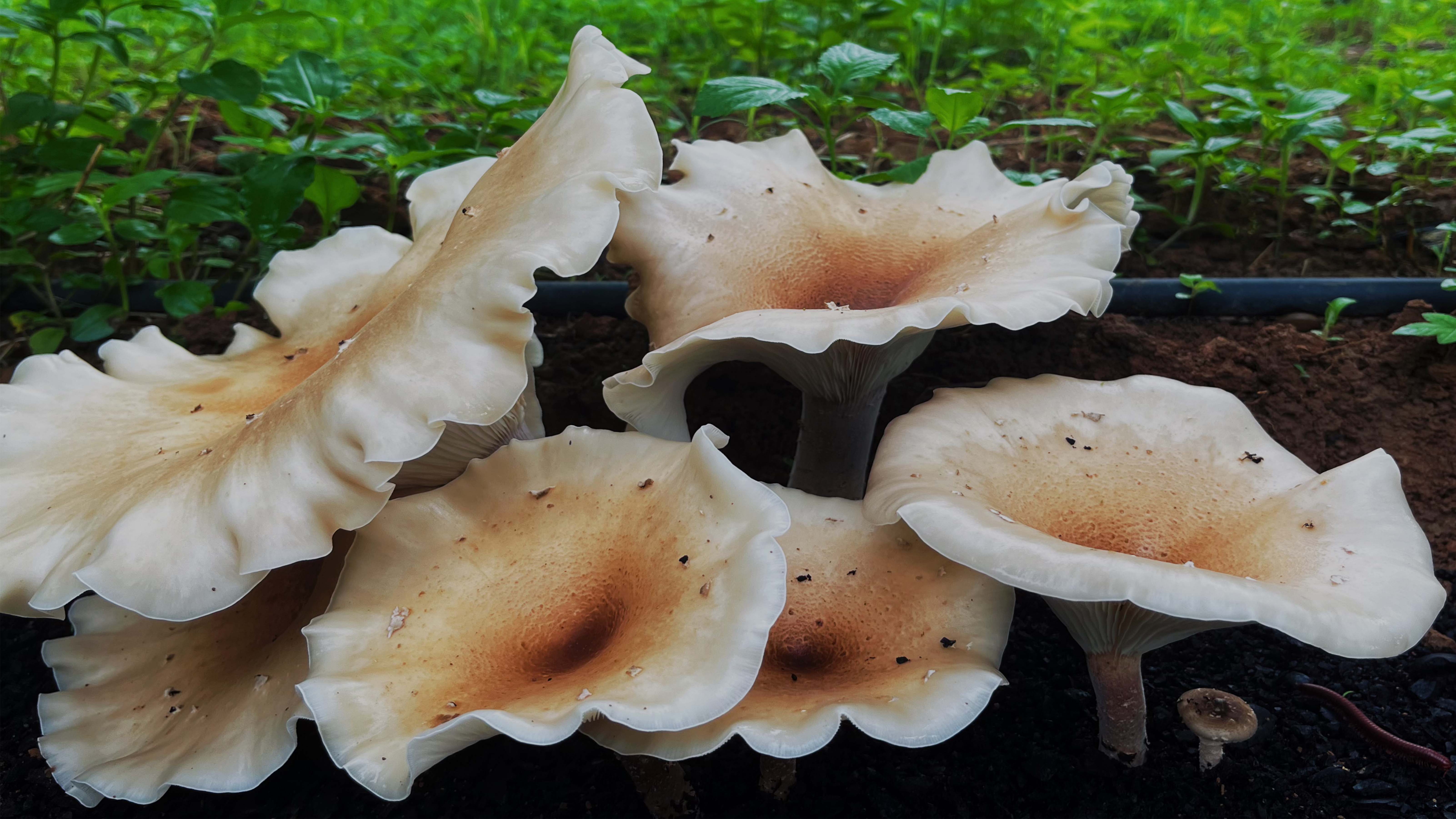 柚子林下种植猪肚菌