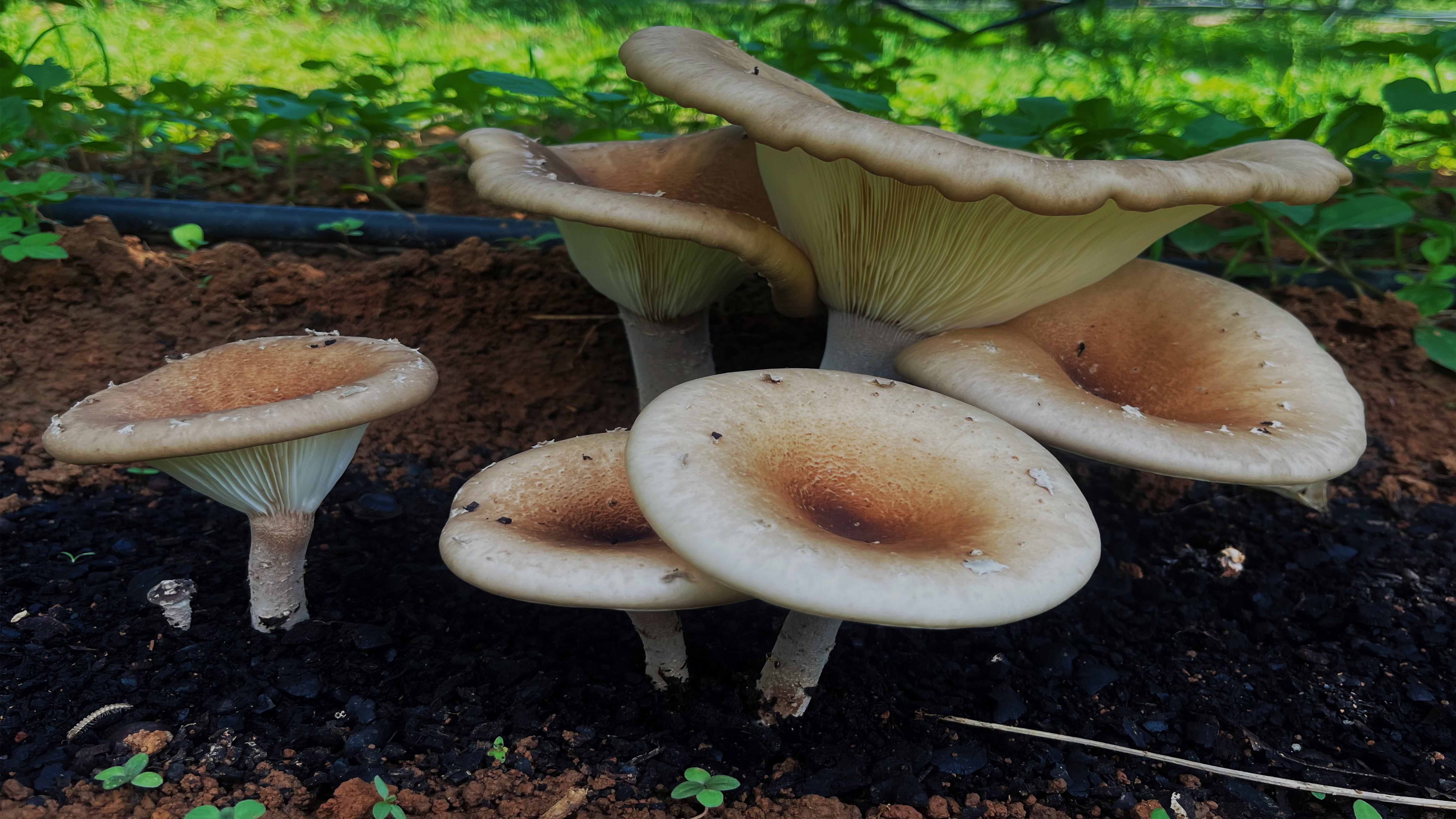 柚子林下种植猪肚菌