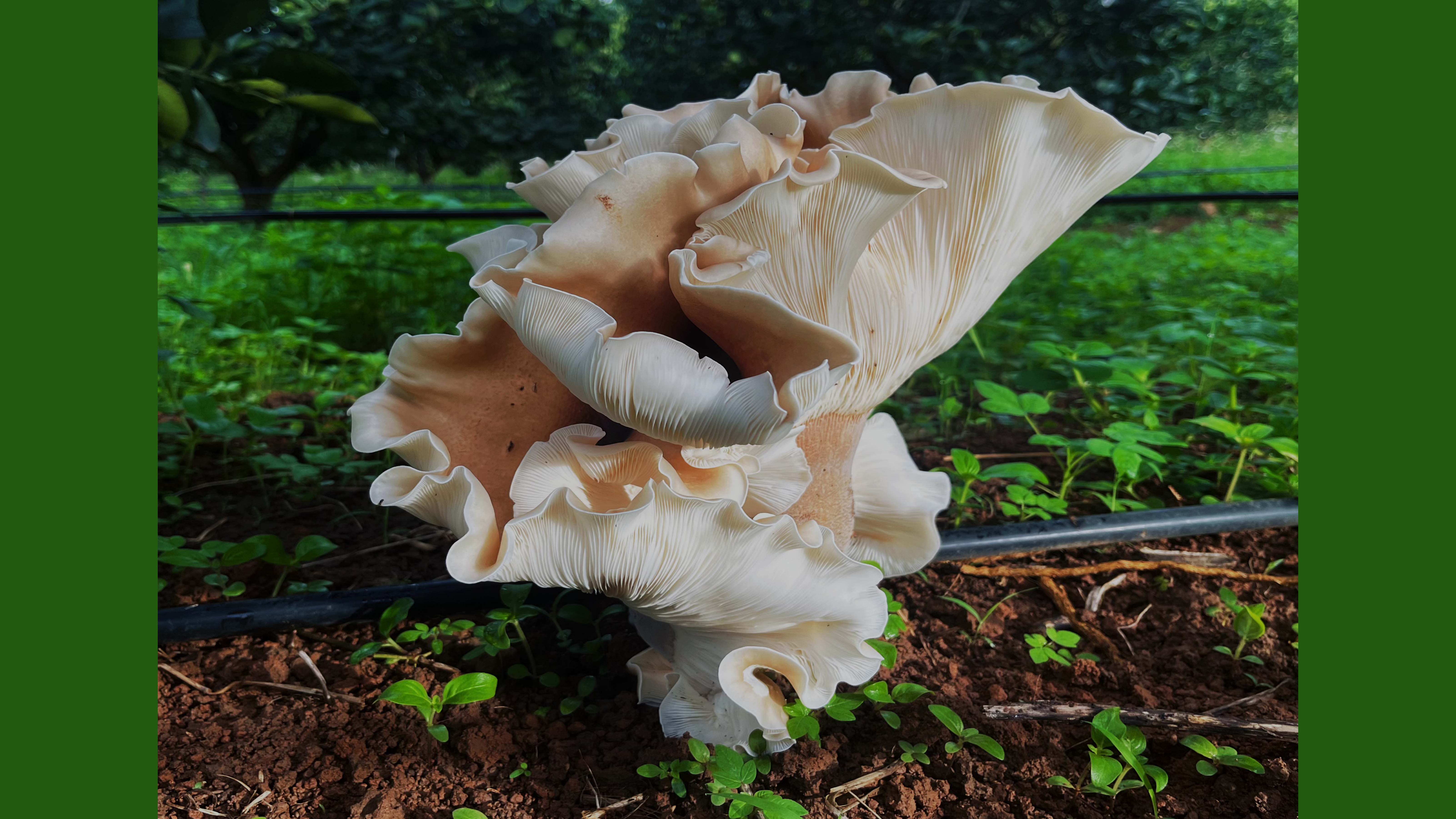 柚子林下种植猪肚菌