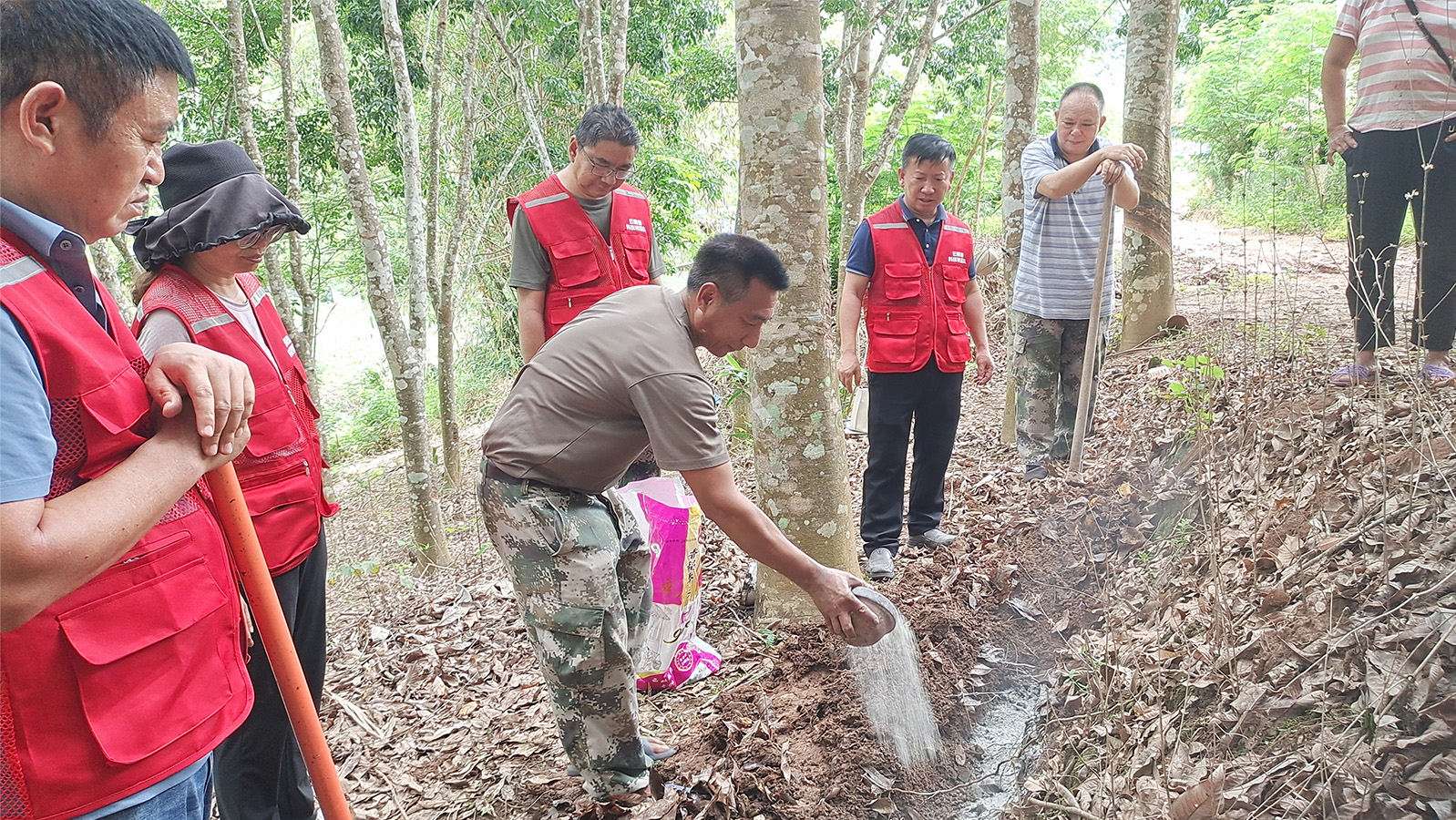 橡胶树配方施肥