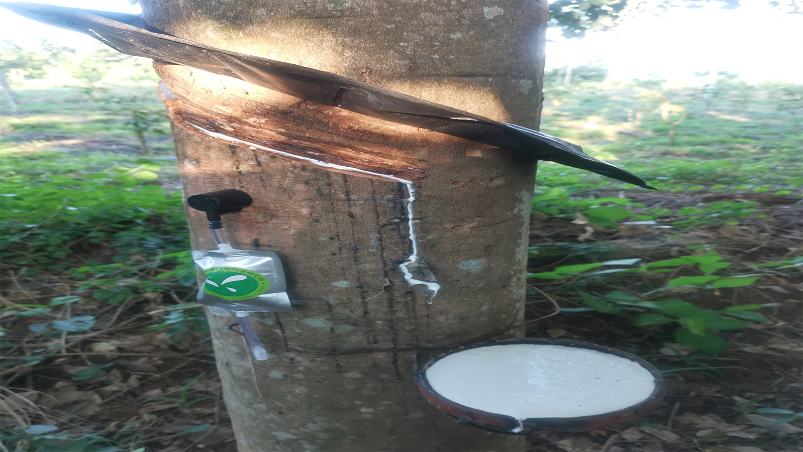 橡胶树气刺微割采胶技术