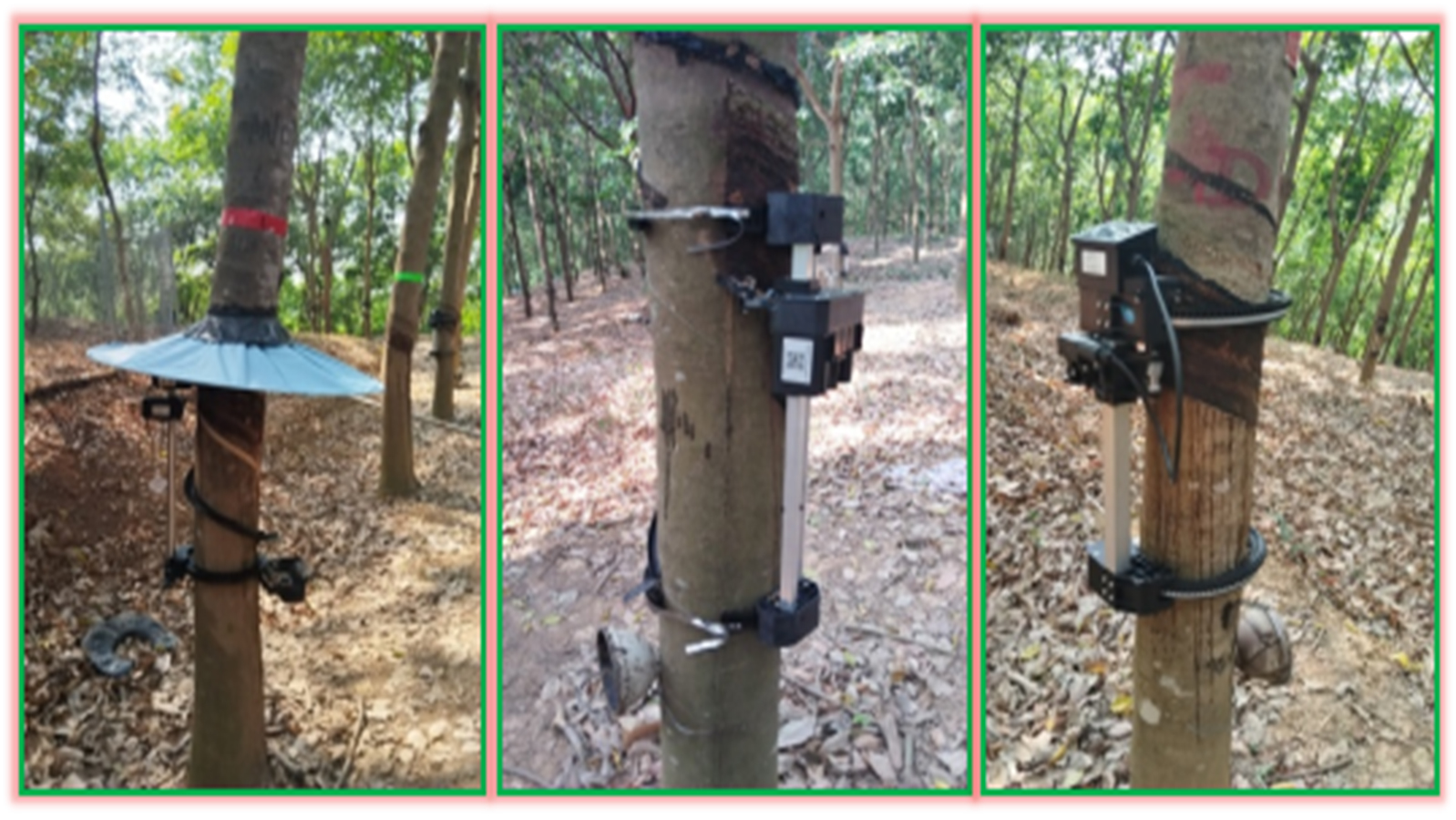 橡胶树机械采胶