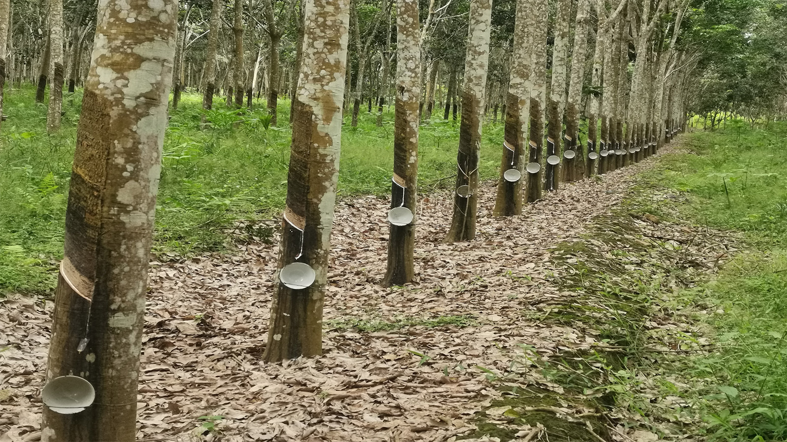 橡胶树高产高效栽培示范园