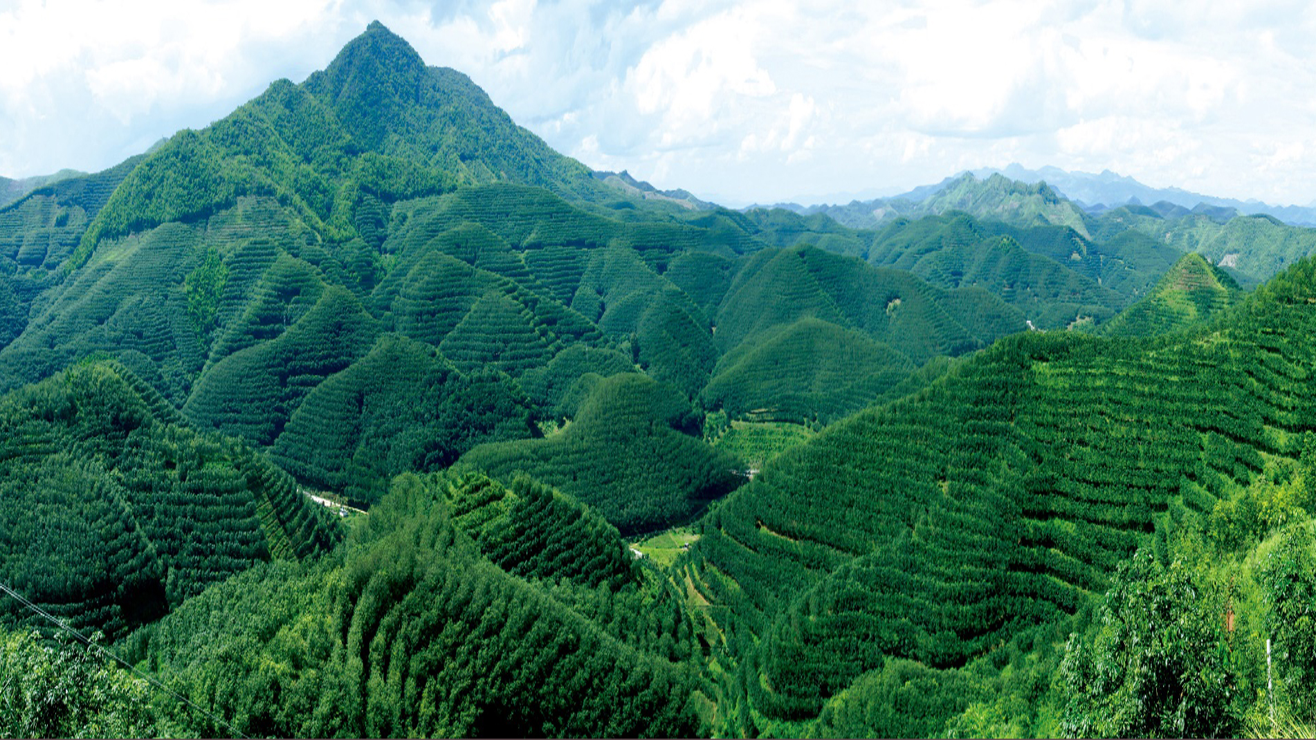 景哈坚果试验基地