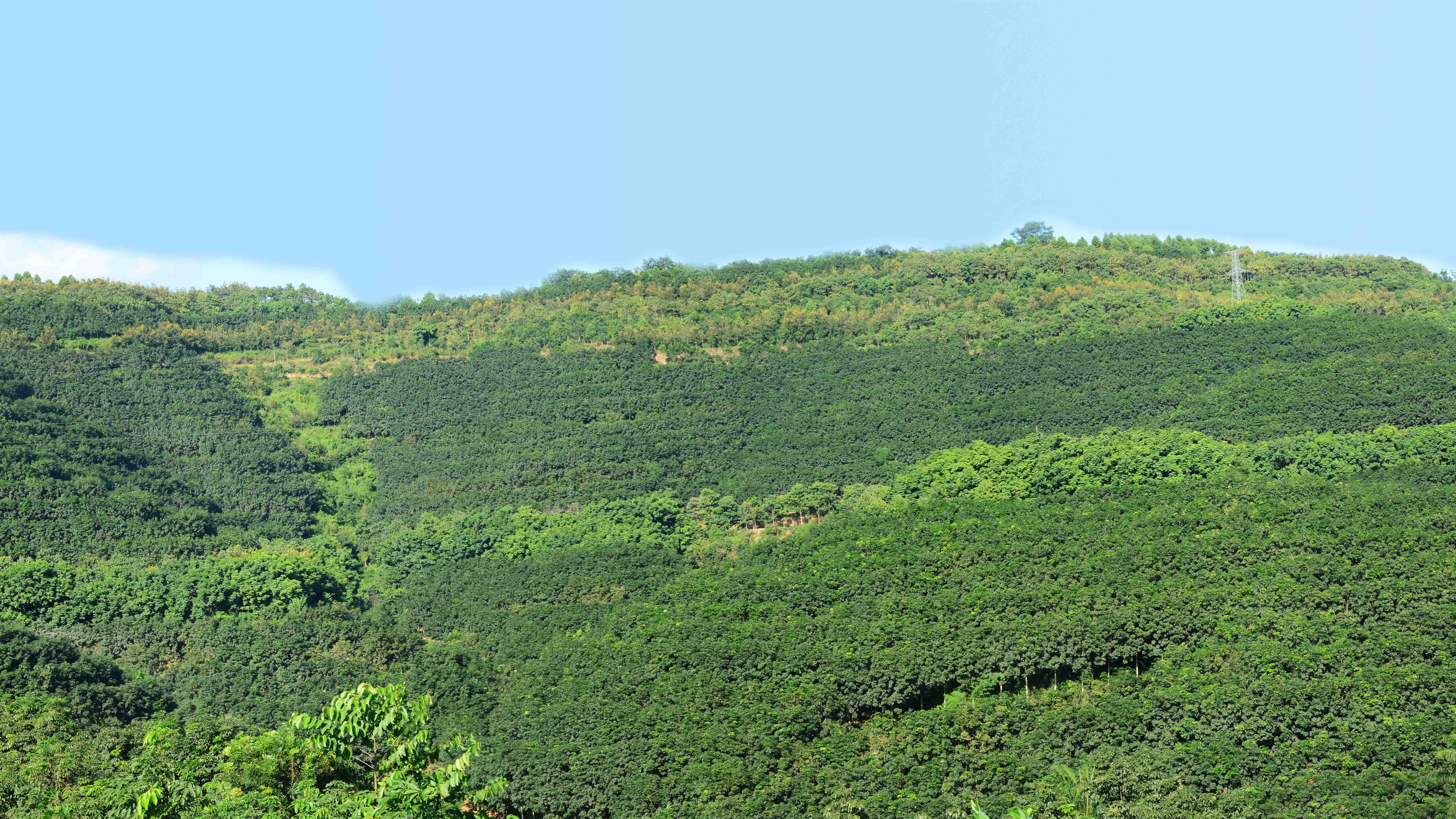 环境友好型生态胶园千亩试验示范基地