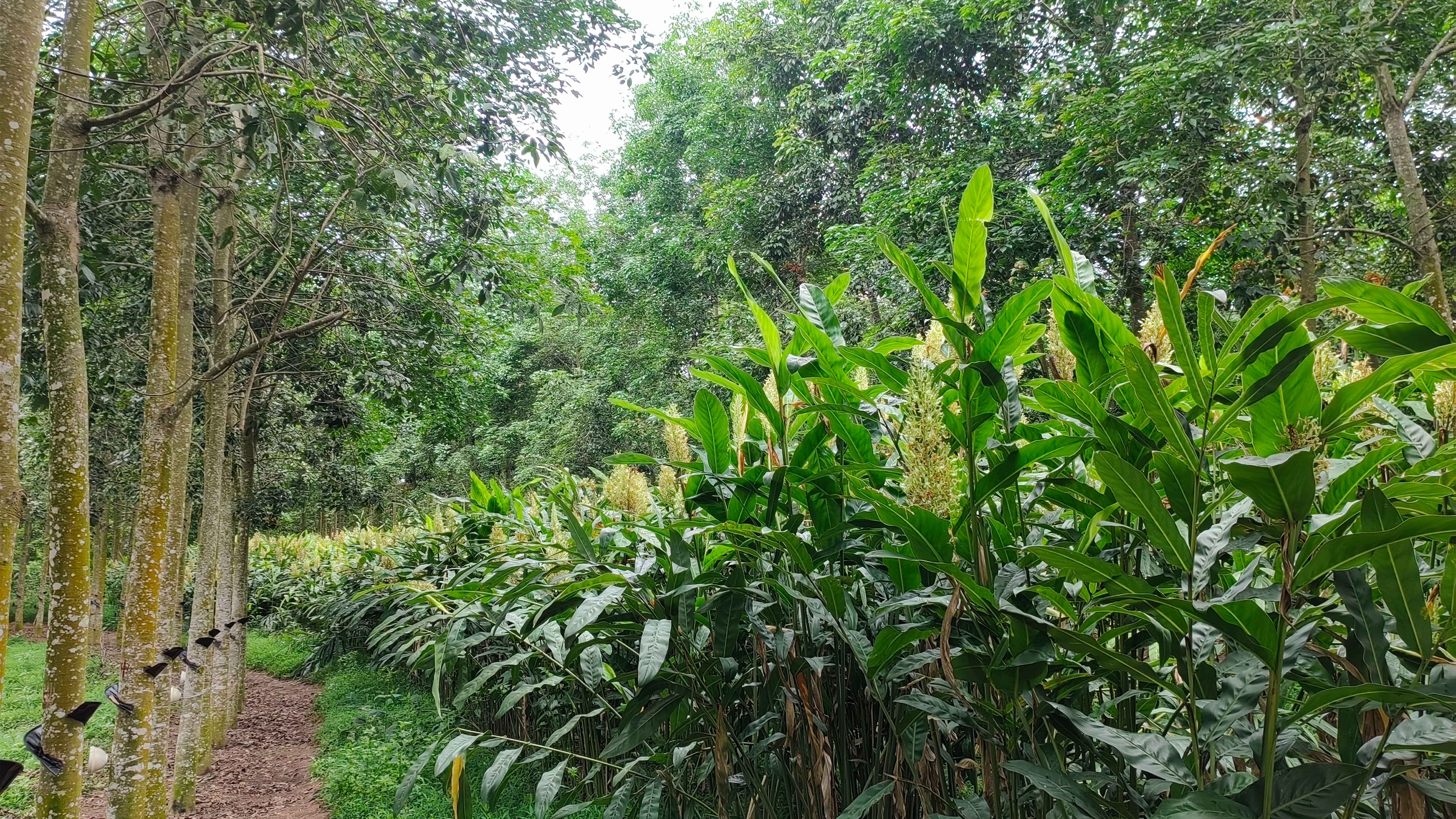 胶园间作红豆蔻