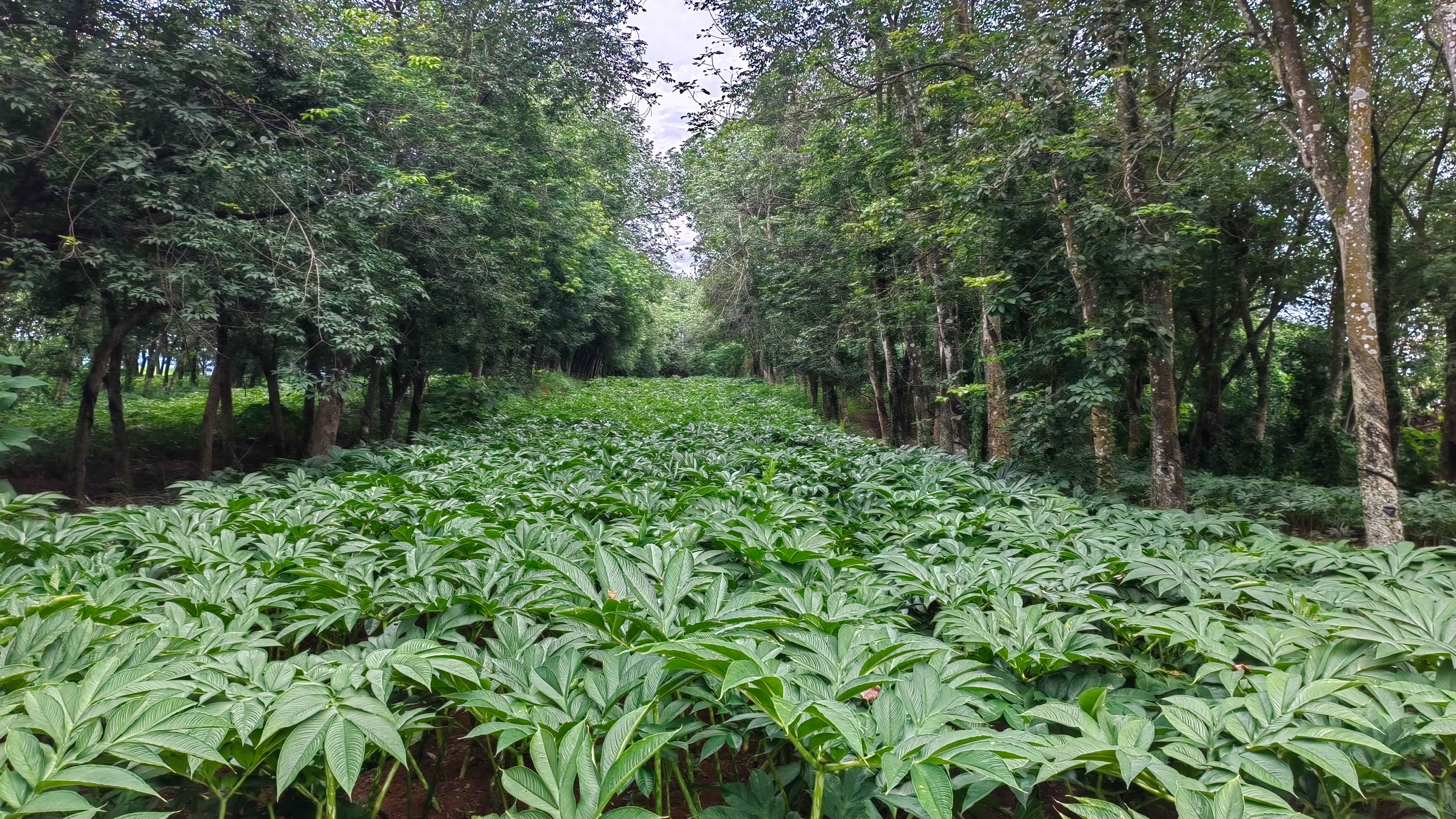 胶园间作珠芽黄魔芋