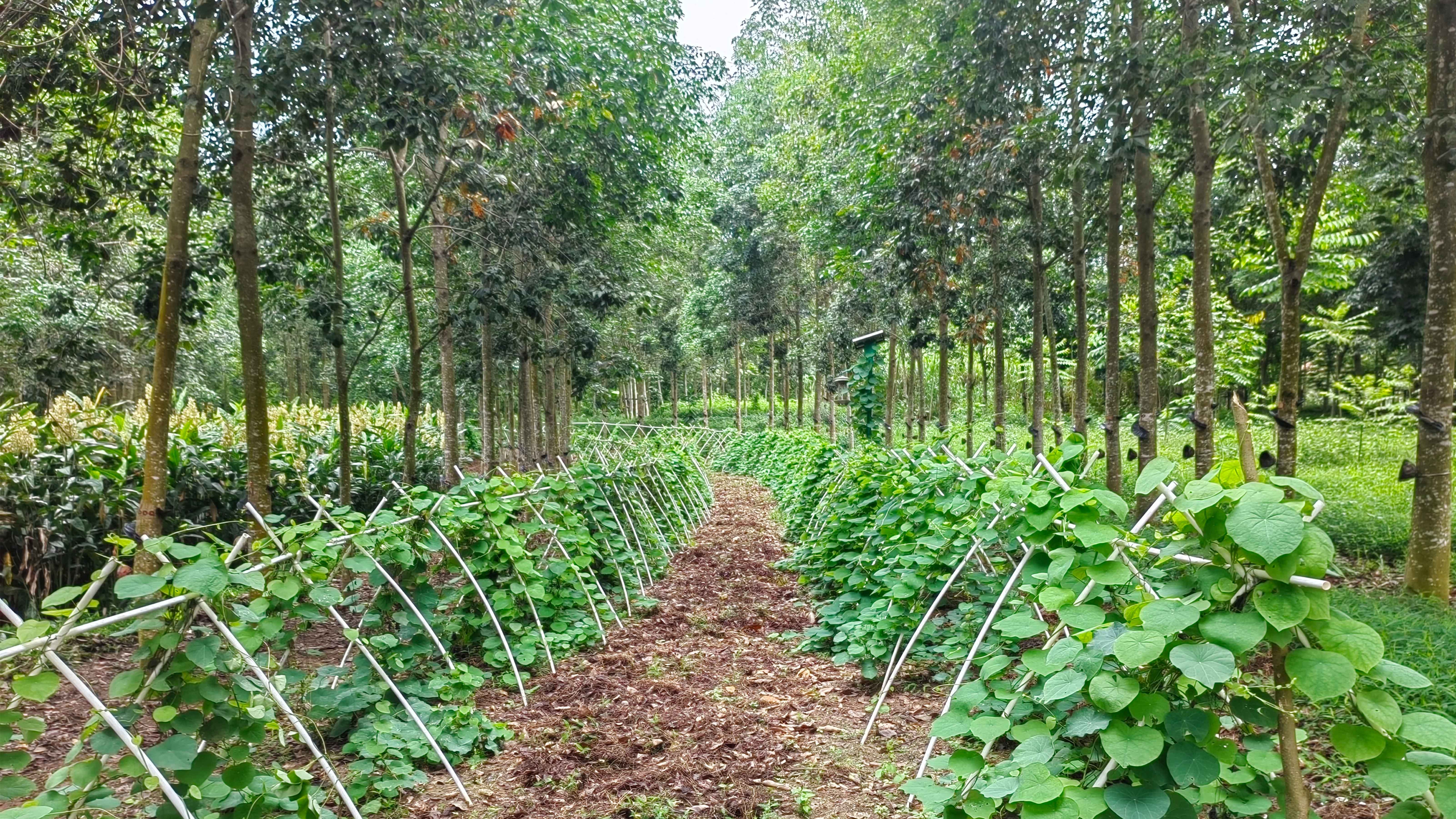 胶园间作山乌龟