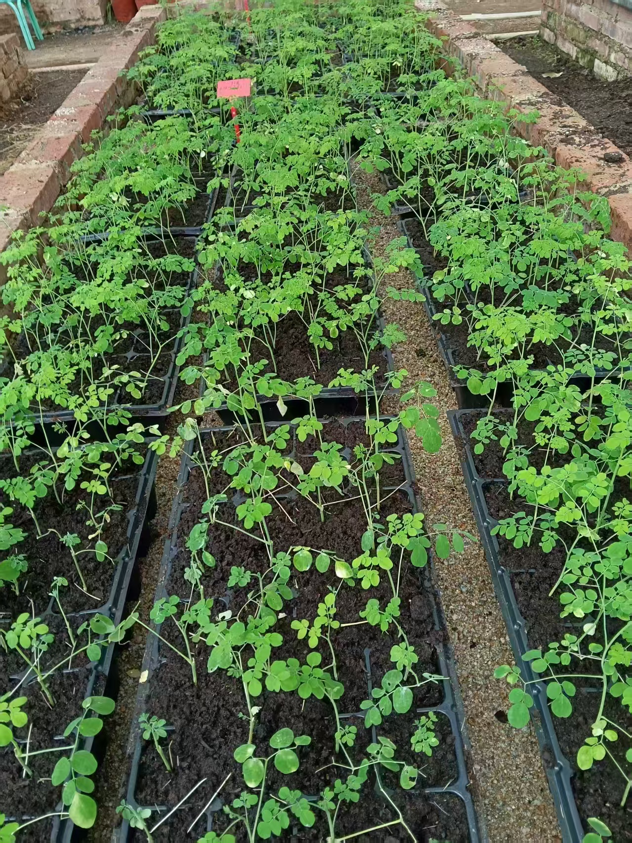 “中古1号”组培复幼扦插苗16天长势