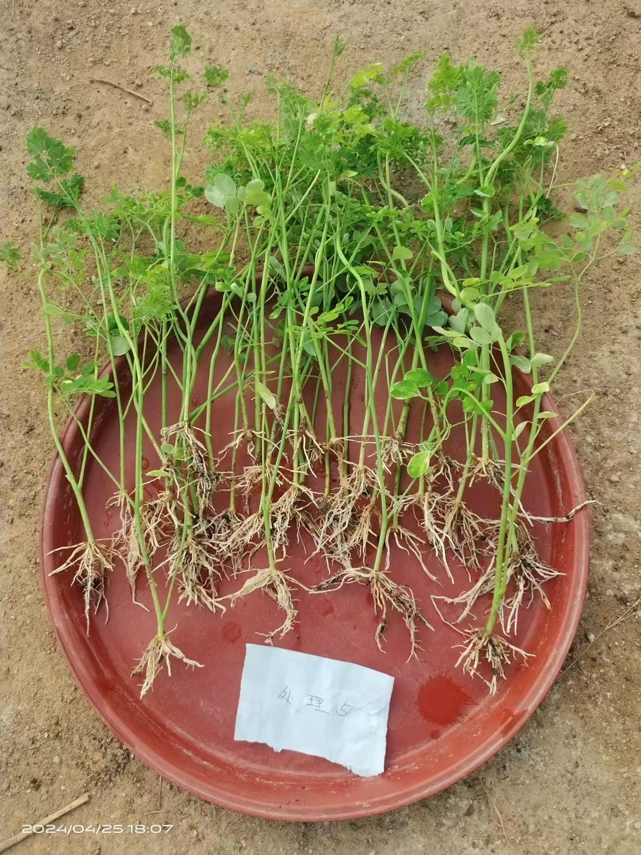 “中古1号”组培复幼嫩芽插条扦插生根