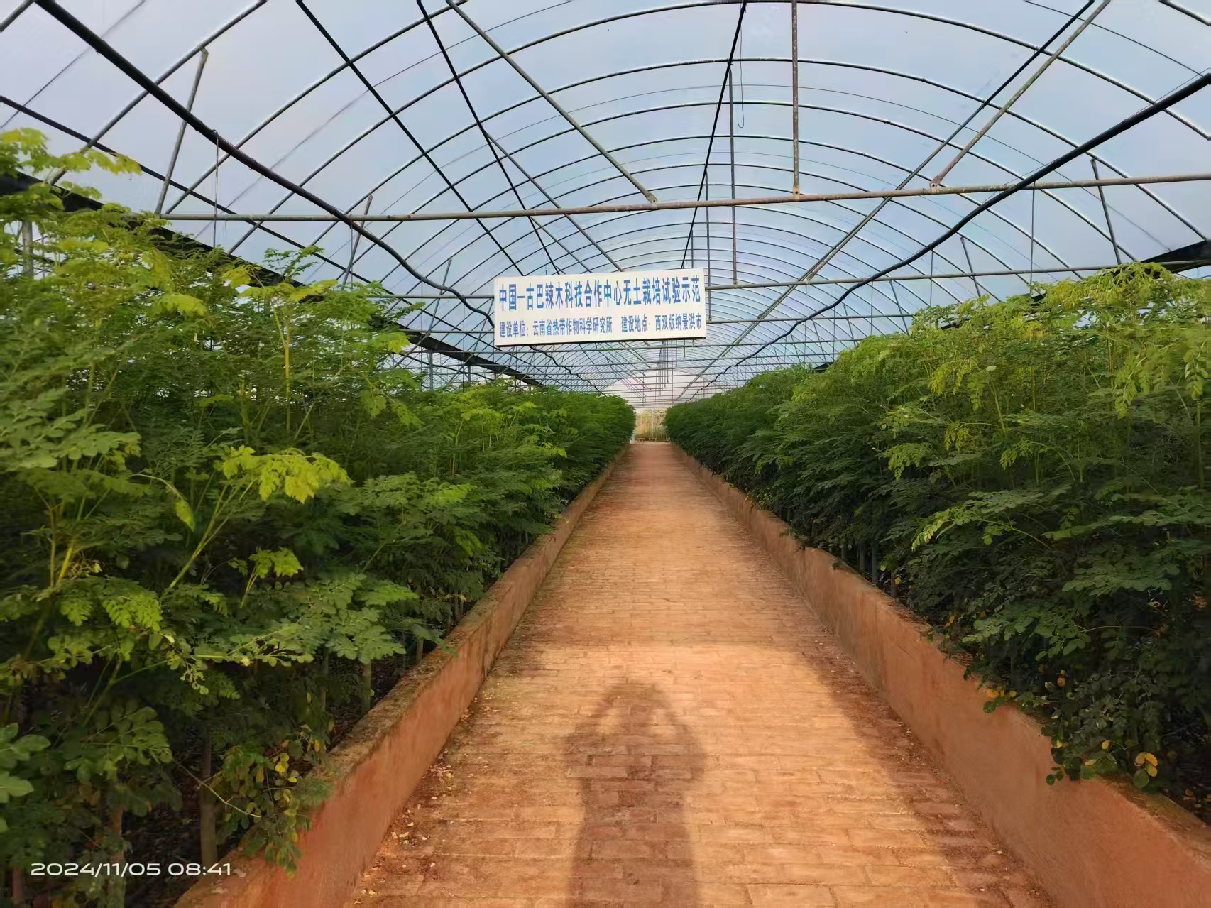 “中古1号”辣木组培苗种植4个月长势