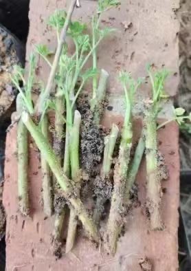 “中古1号”成熟母株嫩芽插条扦插不能生根