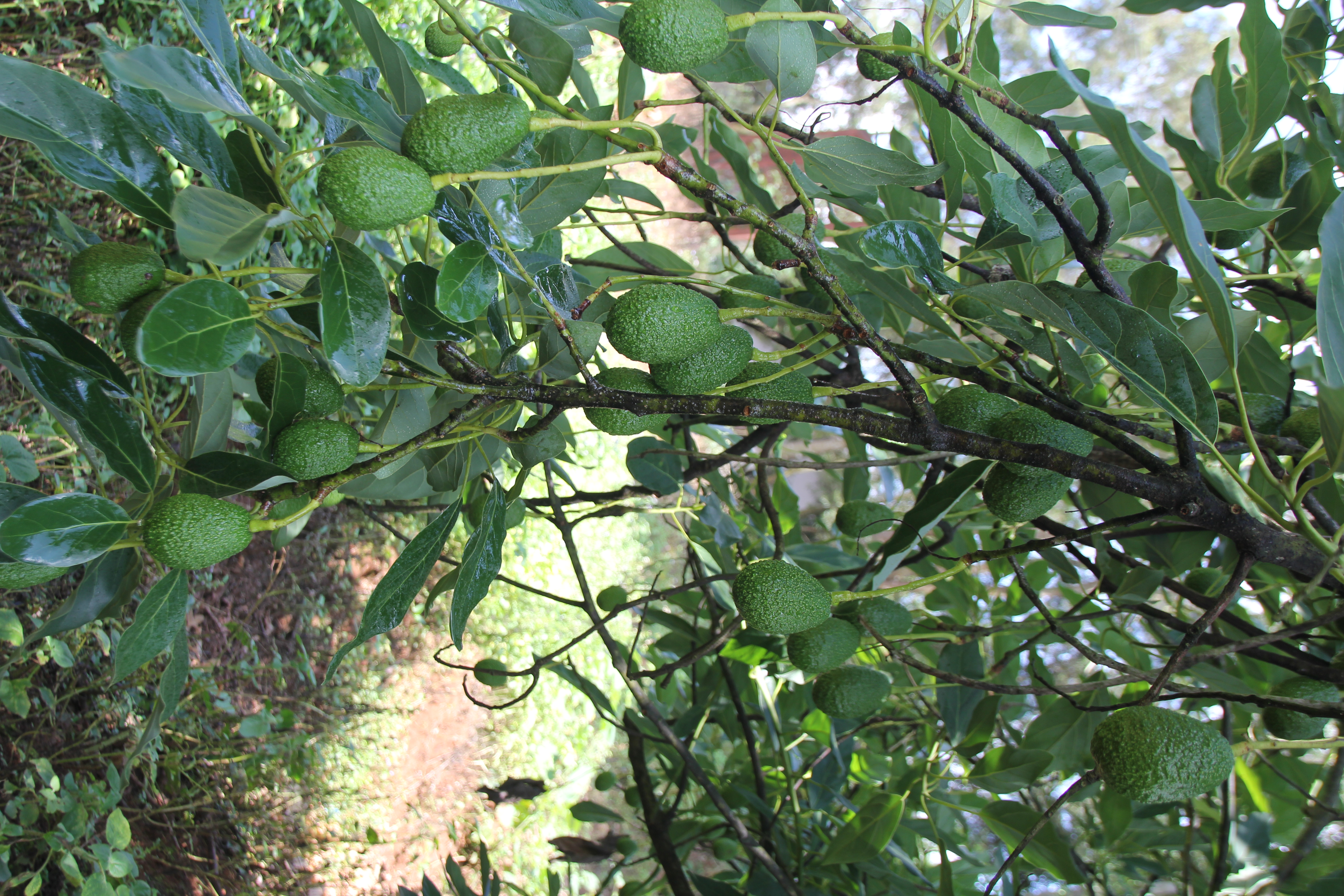 2026年云南省农业主导品种—哈斯（牛油果）1