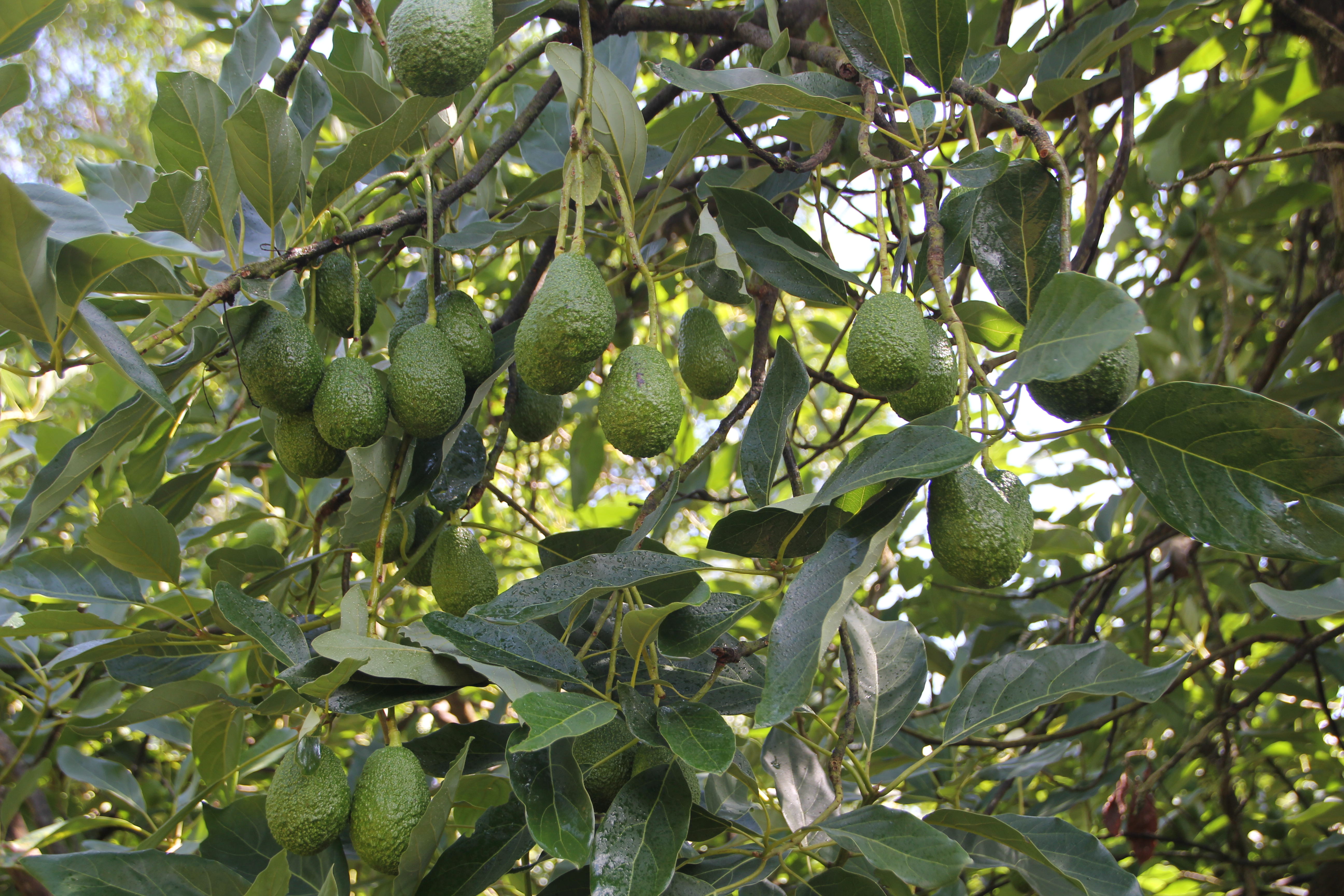 2026年云南省农业主导品种—哈斯（牛油果）2