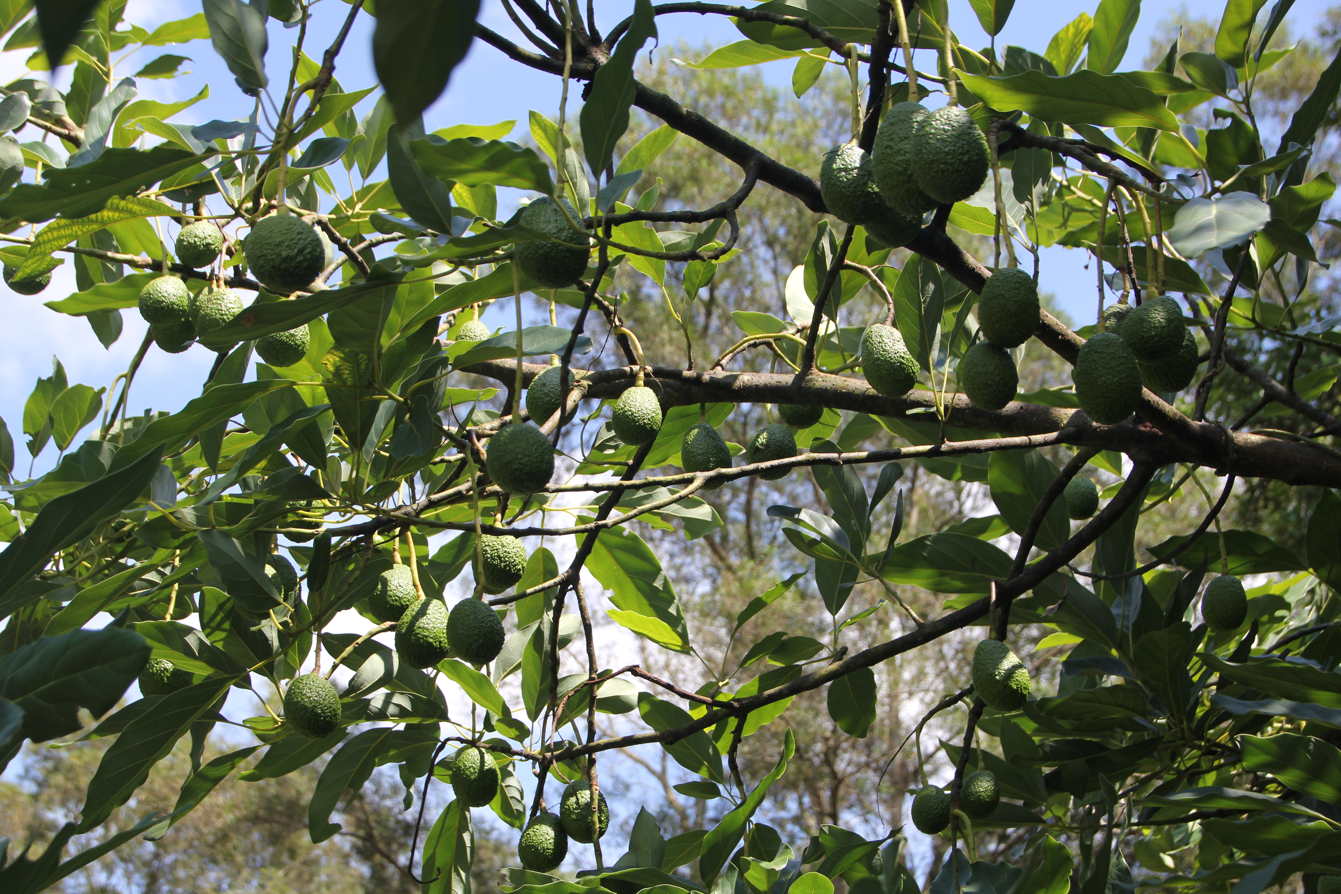 2026年云南省农业主导品种—哈斯（牛油果）3