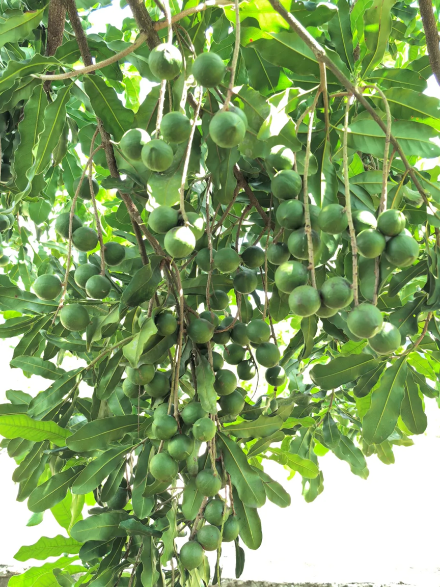 2026年云南省农业主导品种—桂热1号（澳洲坚果）