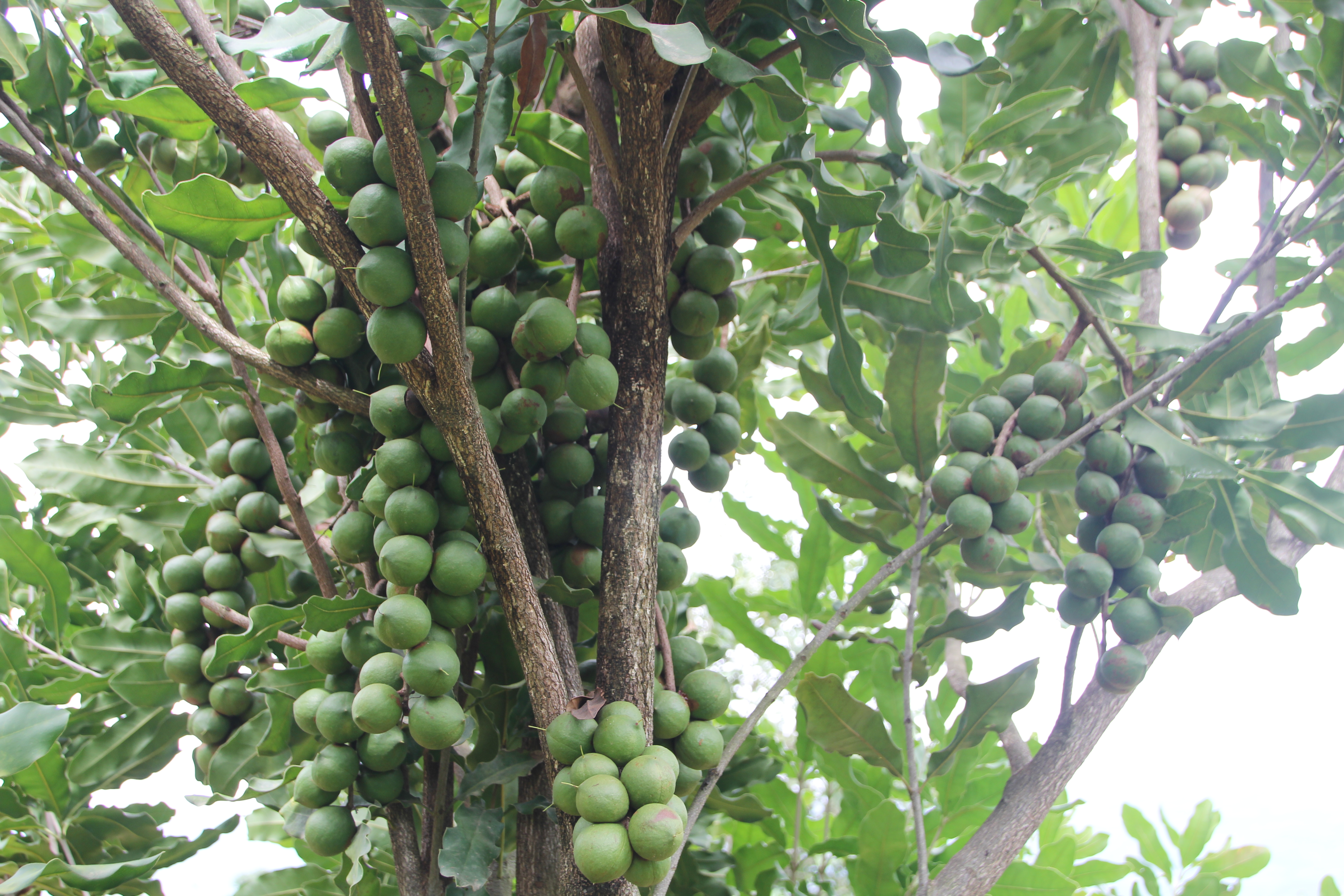 2026年云南省农业主导品种—桂热1号（澳洲坚果）1