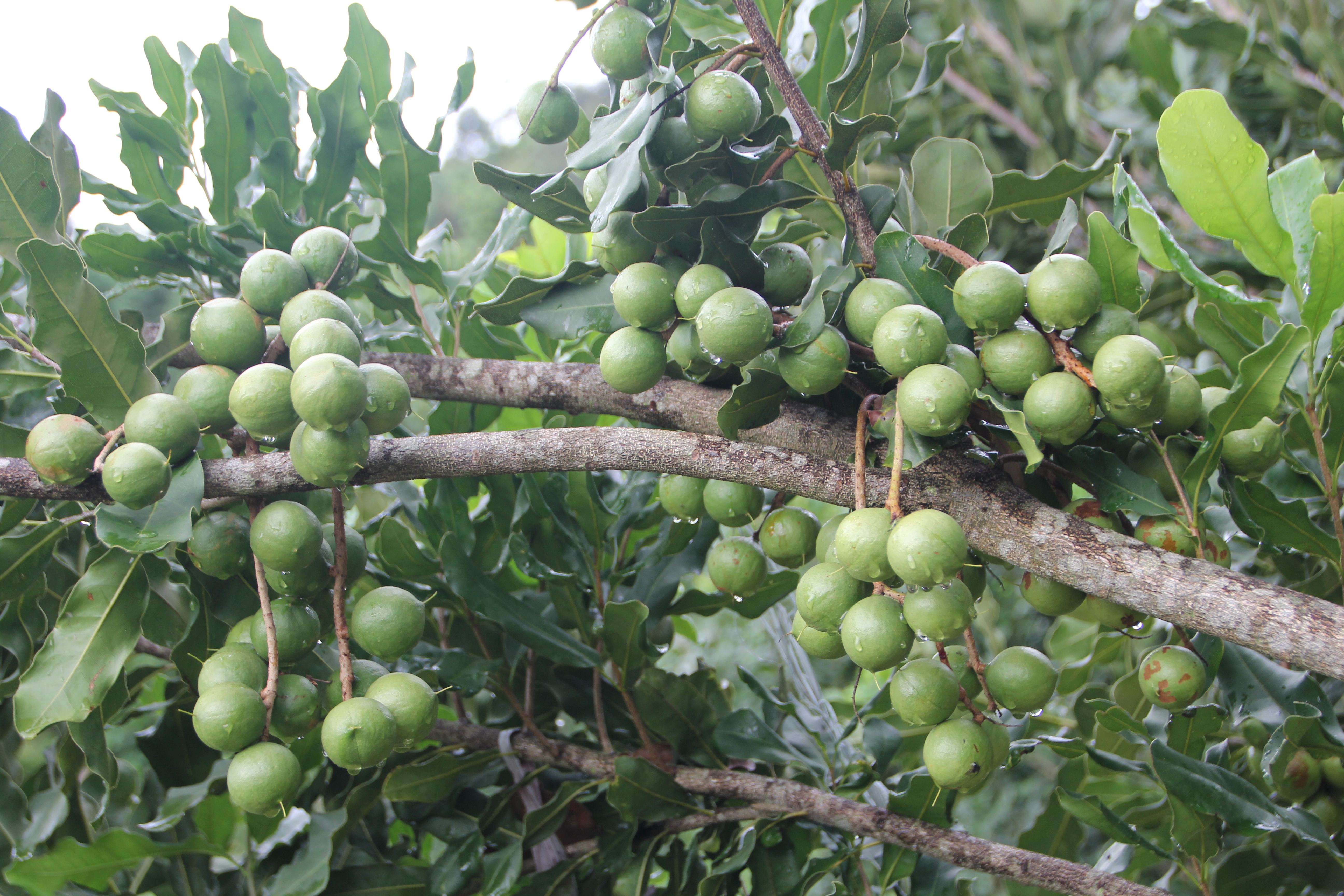 2026年云南省农业主导品种—桂热1号（澳洲坚果）2