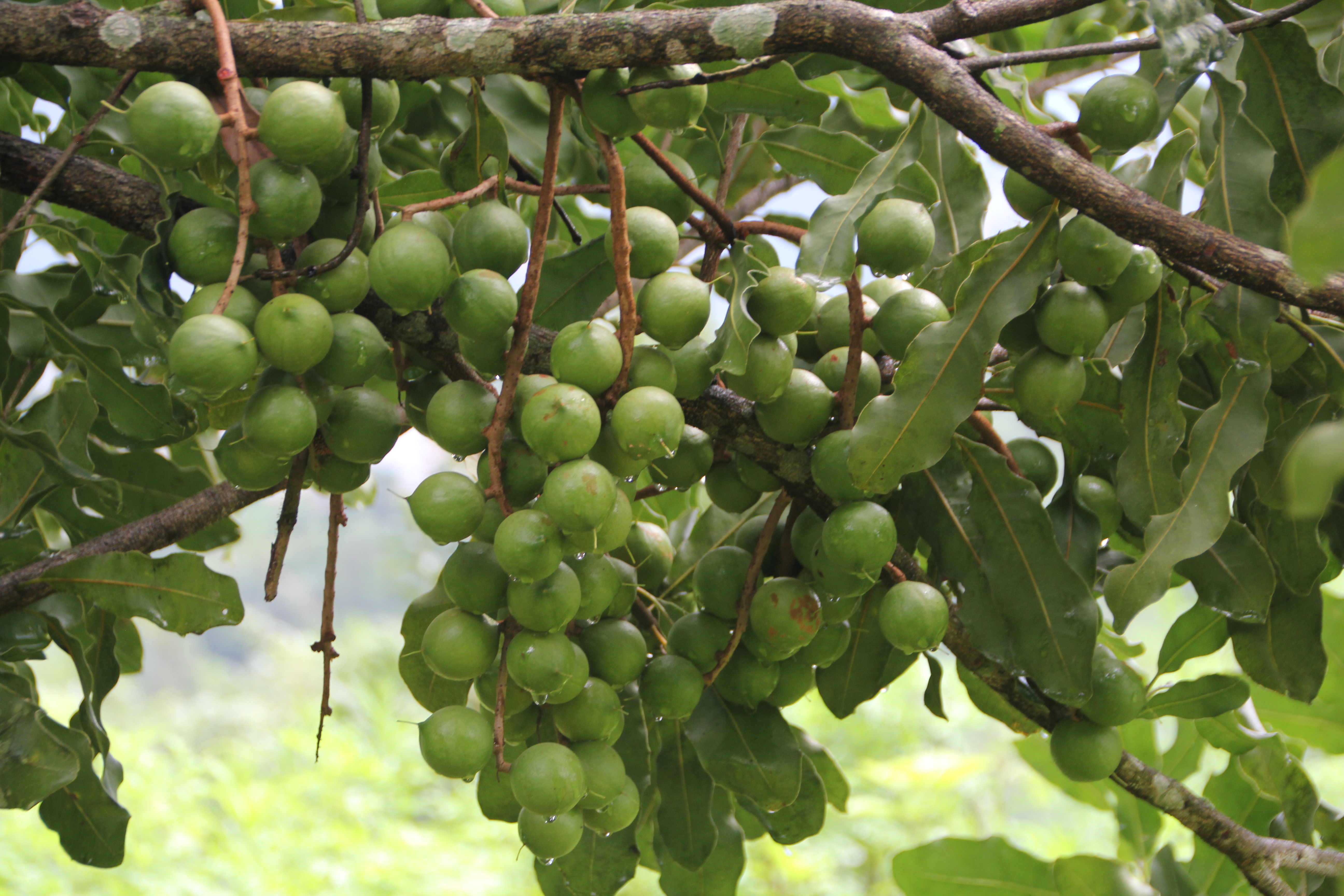 2026年云南省农业主导品种—桂热1号（澳洲坚果）3