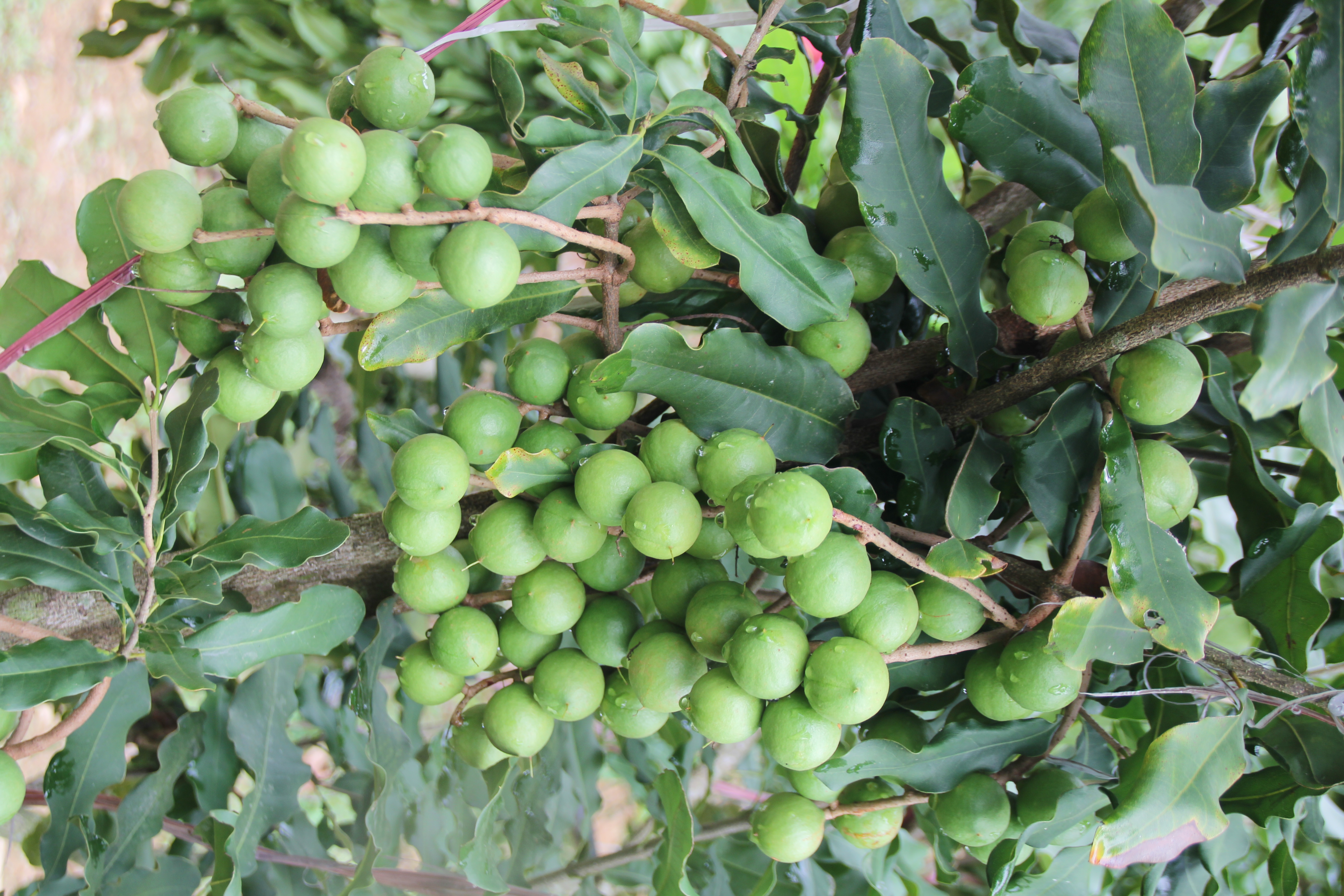 2026年云南省农业主导品种—桂热1号（澳洲坚果）4