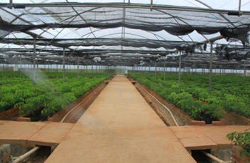 橡胶树种苗繁育基地