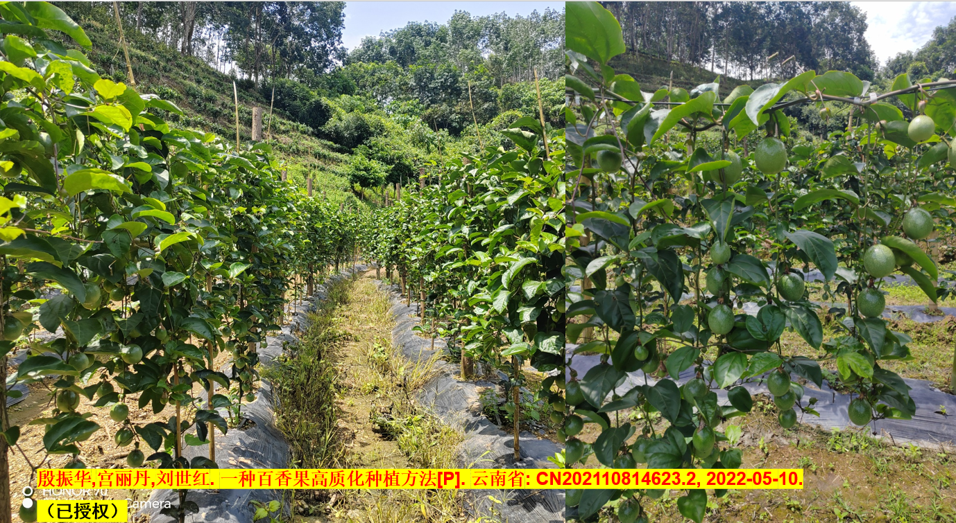 西番莲专利应用