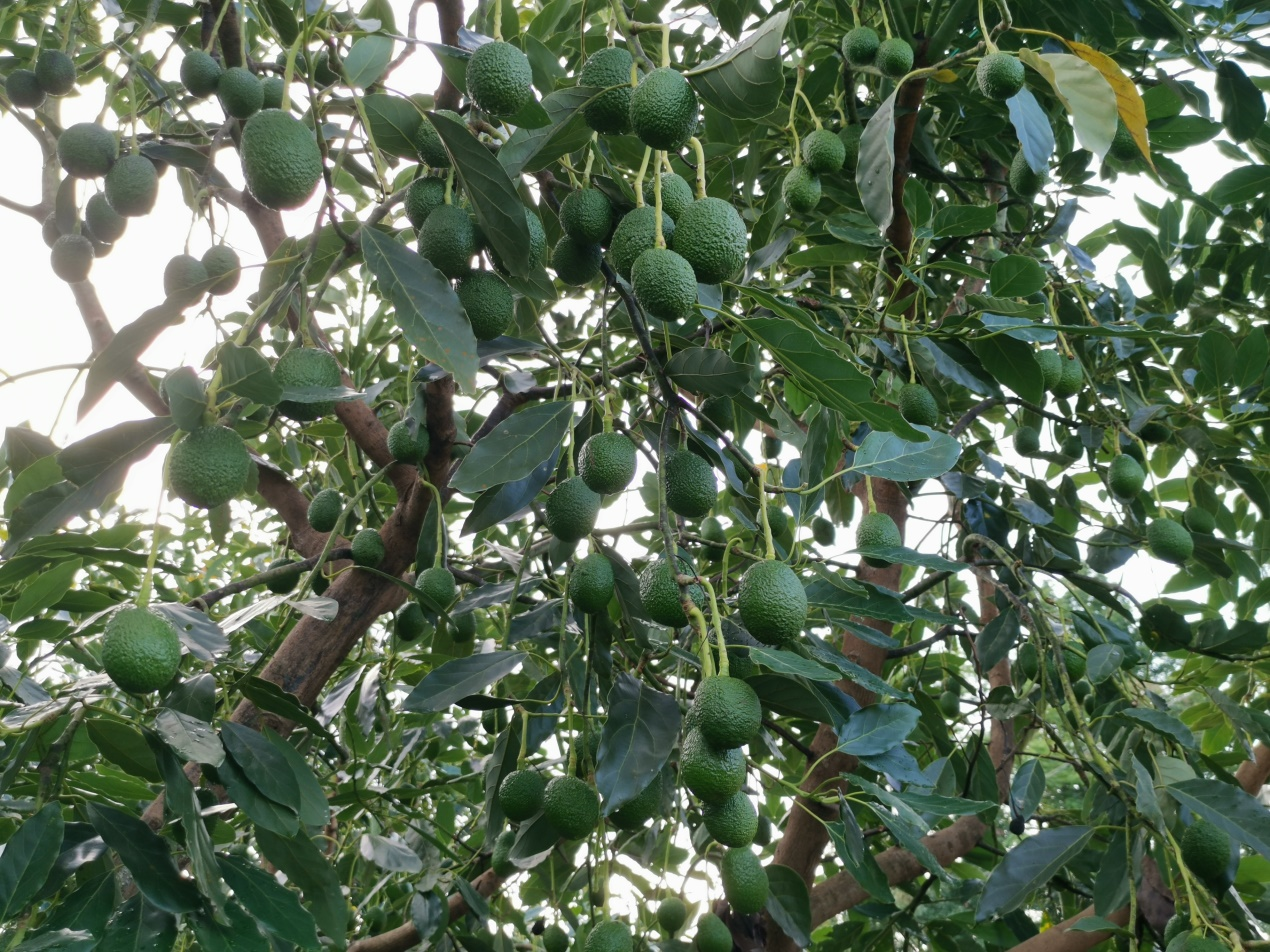 2026年云南省农业主导品种—哈斯（牛油果）